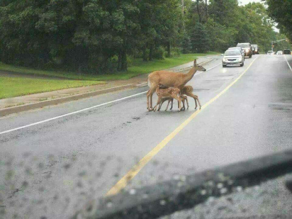 deer family.jpg