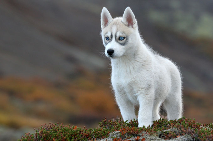 siberian-husky-dog-breed-pictures-2.jpg