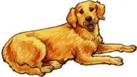 golden dog.jpg